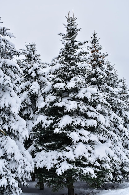 Fir Trees In The Snow