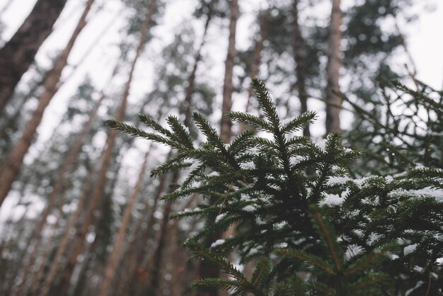 Fir Trees Snowy Winter In The Forest Winter Landscape Christmas Tree Forest Snowy Mountains