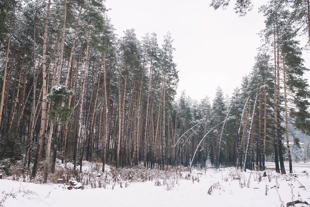 写真 雪の木 冬の風景 クリスマスツリー 森 雪の山