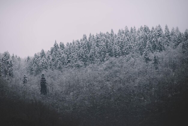 사진 숲 속의 불나무 눈이 내리는 겨울 겨울 풍경 크리스마스 나무 숲 눈이 내린 산