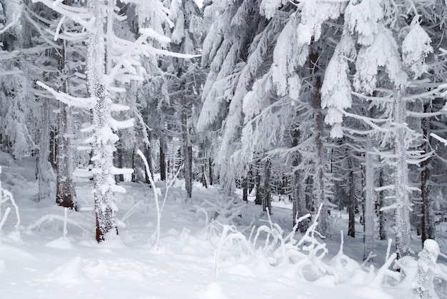 冬の雪のモミの木