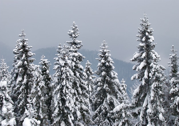 冬の雪のモミの木