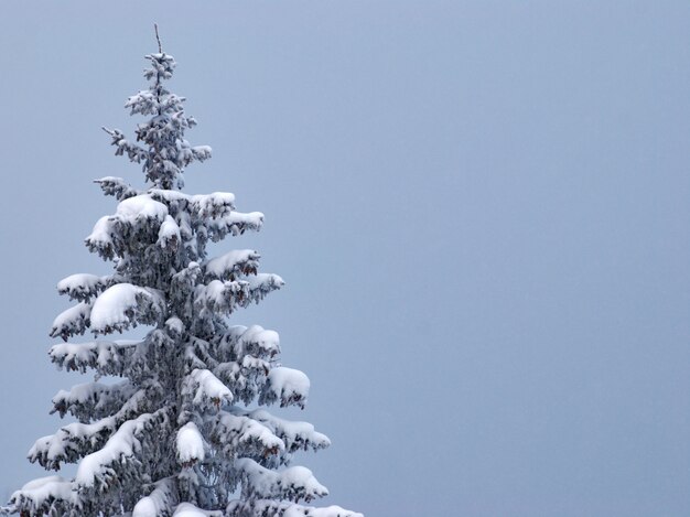 冬の雪のモミの木