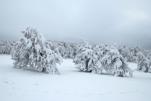 冬の雪のモミの木