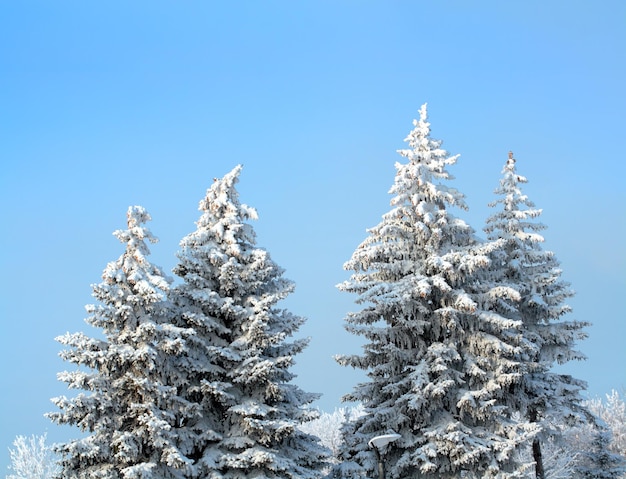 雪のモミの木