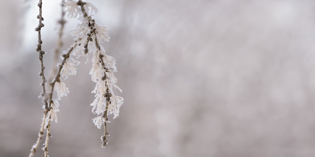 Fir with needles covered hoarfrost closeup Natural landscape snowy winter Discreet background