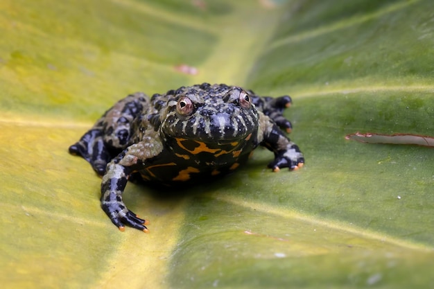 Photo fire belly toad closeup face on green leaves, animal closeup, bombina orientalis closeup