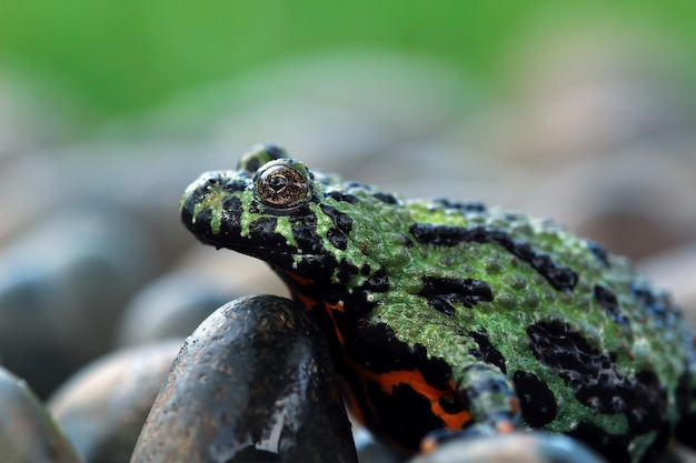 Fire belly toad closeup face on moss animal closeup Bombina orientalis