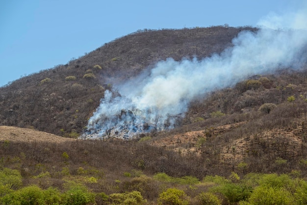 Foto incendio e bruciore nel bioma brasiliano di caatinga pernambuco brasile cambiamento climatico