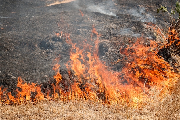 Fire burning dry grass field in Ratchaburi, Thailand