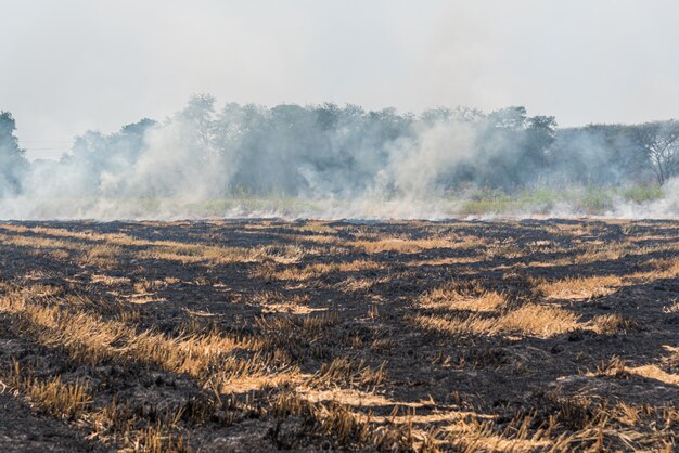 Photo fire burning dry grass it danger for environment