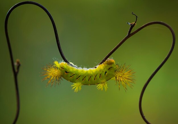 Photo fire caterpillar on branch