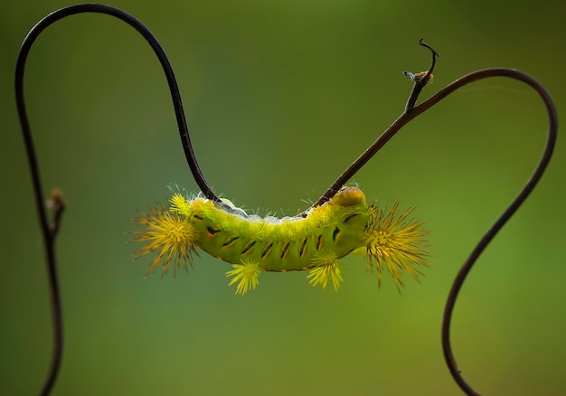 写真 枝の上の火のカタツムリ