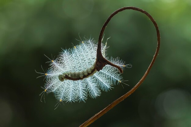 Photo fire caterpillar on tendril of plant