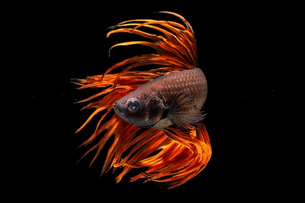 fire crown tail fighting fish