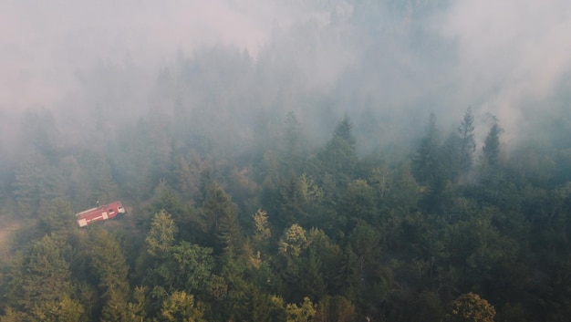 Incendio nella foresta. forte fuoco e nebbia nella foresta