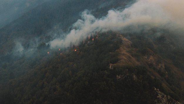 森で火事。森の中の強い火と霧