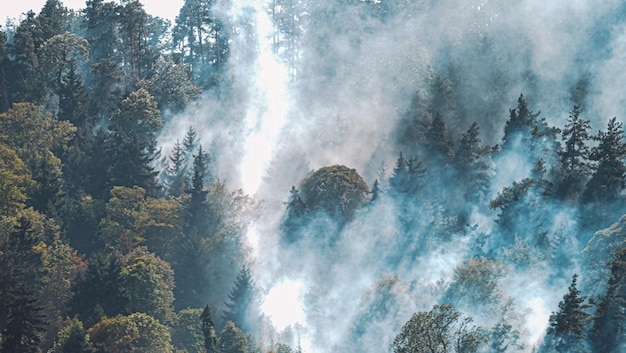 森で火事。森の中の強い火と霧