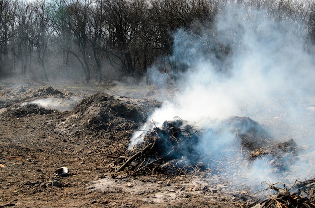 The fire in the forest. Trash.