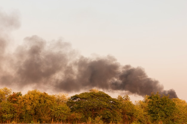 The fire is burning the forest with A lot of smoke