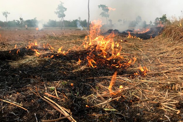 Fire is burning hay in the dry season