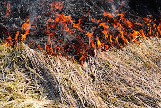 Fire in nature ecological disaster bright red flame on dry\
grass outdoors on hot day closeup