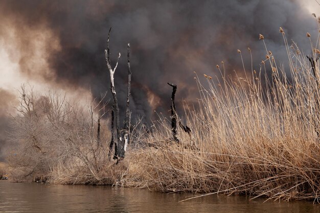 Fire in nature reserve. Fire mercilessly destroys flora and fauna. Disaster.