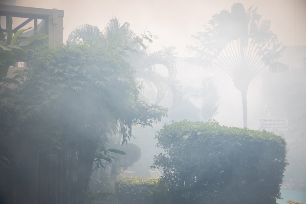 fire in the rainforest. palm trees in smoke.