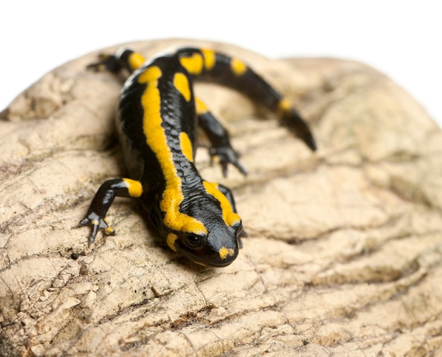 ファイアサラマンダー（Salamandra salamandra）