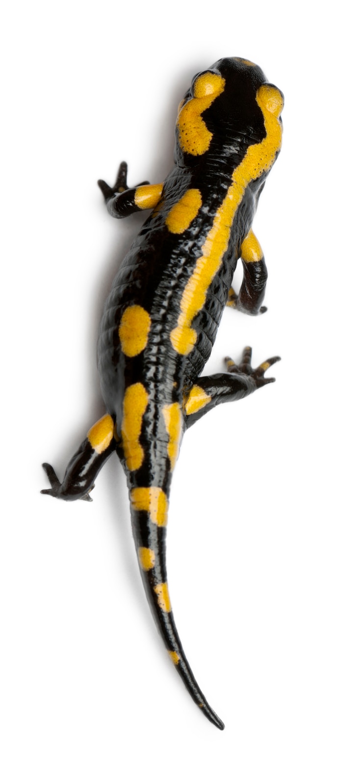 Фотография огненная саламандра (salamandra salamandra)