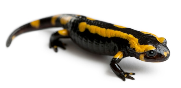 Fire salamander (Salamandra salamandra)