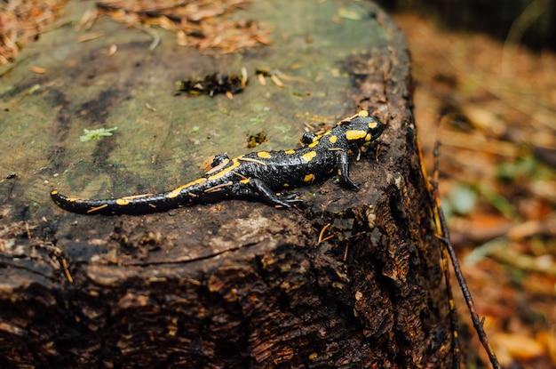 Fire salamander in wild nature. Salamandra