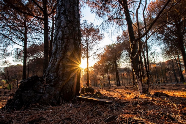 Fire in the sierra de mijas