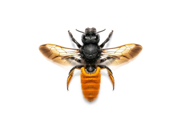 fire tail resin bee isolated. Animal. Insect.