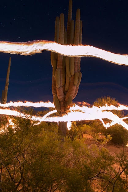 Fire trails around saguaro cactus in forest