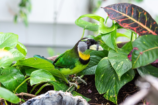 写真 動物園でのキンクロハジロ