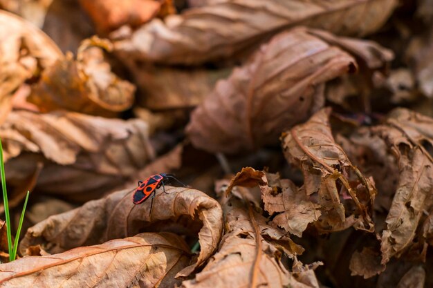 Photo firebug on chestnut leaves