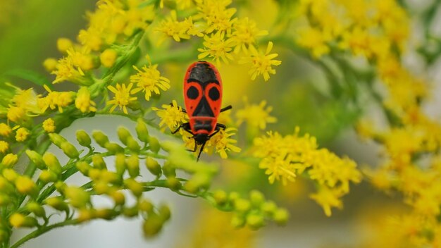 Foto firebug op gele plant