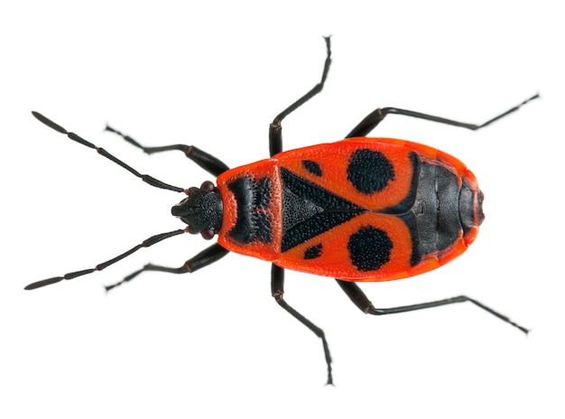 Firebug, Pyrrhocoris apterus, on white isolated