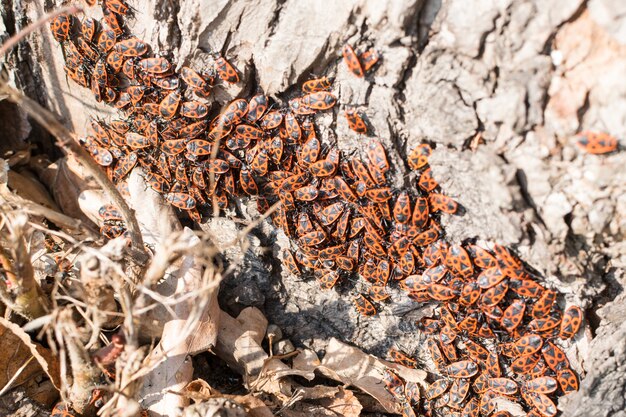 Firebugs или Pyrrhocoris Apterus ранней весной