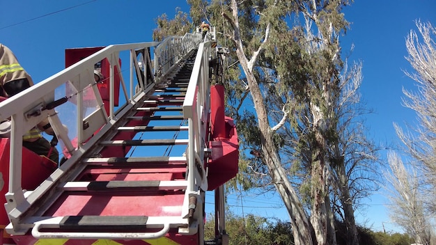 Пожарный спасает деревья на вершине тележки с лестницей.