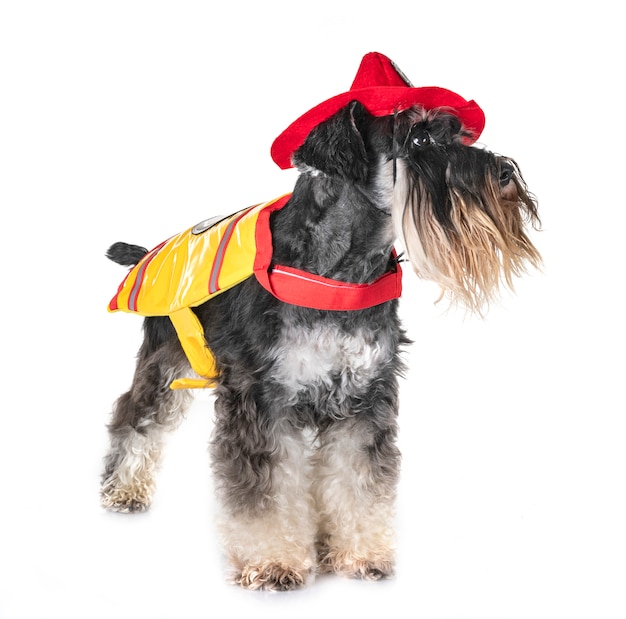 firefighter miniature schnauzer