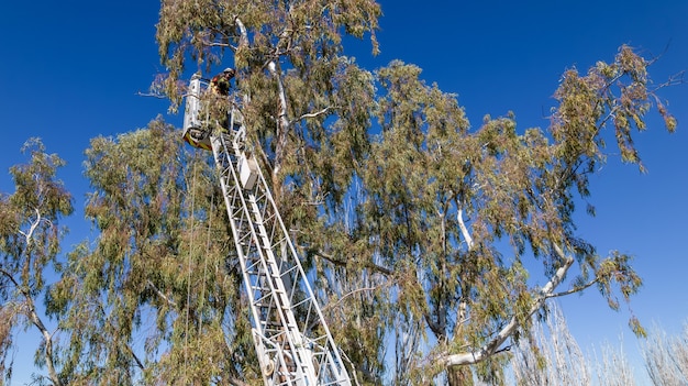 Firefighter rescue tree on top of ladder.