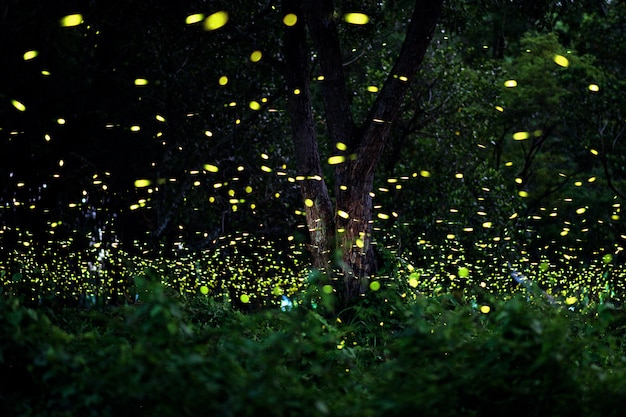 Firefly in het bos