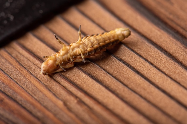 Firefly larva small firefly larva photographed with macro lens on rustic wooden surface selective focus