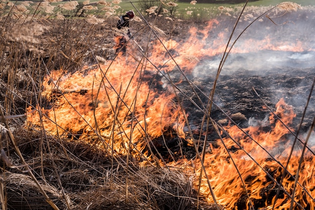 Il vigile del fuoco estingue un incendio tra le canne. vigili del fuoco in azione.