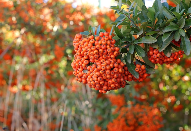 Firethorn Pyracantha coccinea 멋진 흐릿함으로 가을 배경