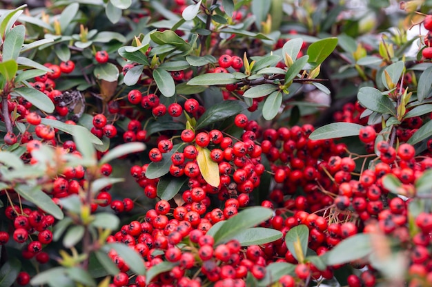 Foto firethorn o pyracantha arbusto decorativo di giardino con bacche rosse brillanti close-up di bacche rosse pyracantha in autunno