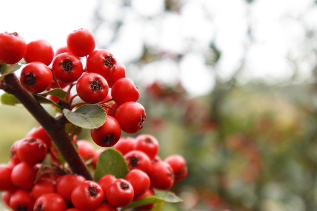 밝은 붉은 열매가 있는 Firethorn 또는 pyracantha 장식 정원 덤불은 pyracantha red 가까이에 있습니다