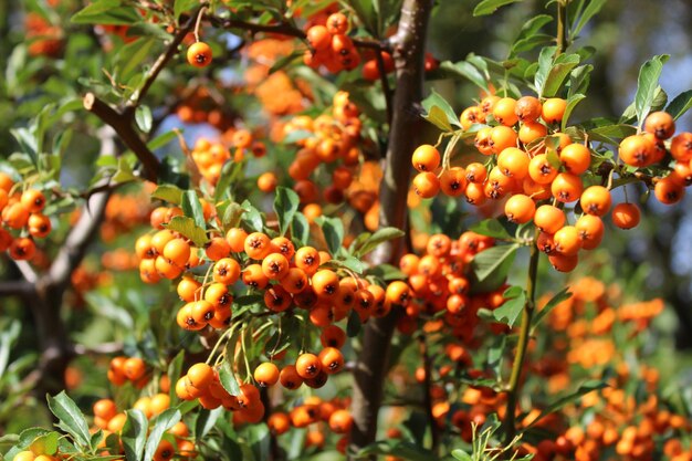 Photo firethorn with berries in the garden